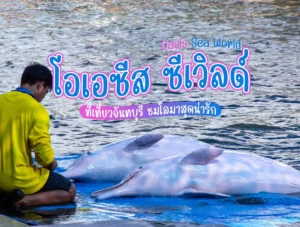 โอเอซีส ซีเวิลด์ (Oasis Sea World) ที่เที่ยวจันทบุรี ชมโลมาสุดน่ารัก